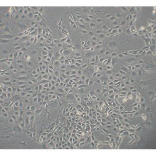 Morphology And Immunofluorescence In RCECs RCECs From Rat Retinal