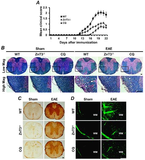 Experimental Autoimmune Encephalomyelitis Eae Induced Clinical And