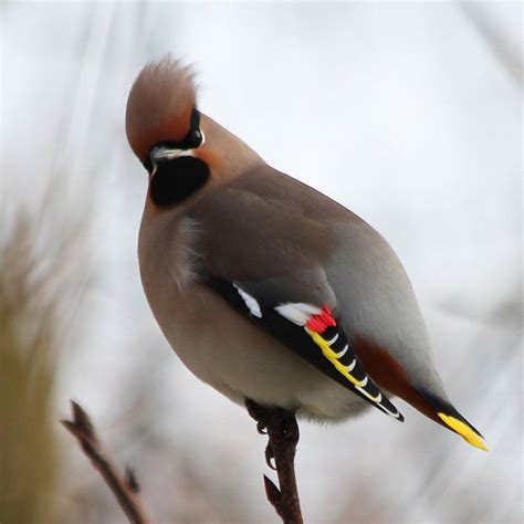 Series Of Close Up Photos Of Athe Cedar Waxwing In Its Native Habitat