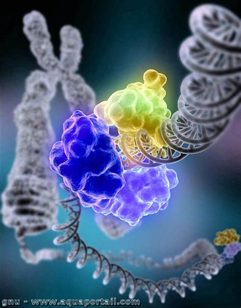 Adn Ligase Définition Et Explications