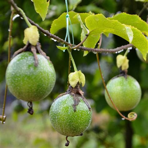 Anak Pokok Markisa Kebuna Putrajaya