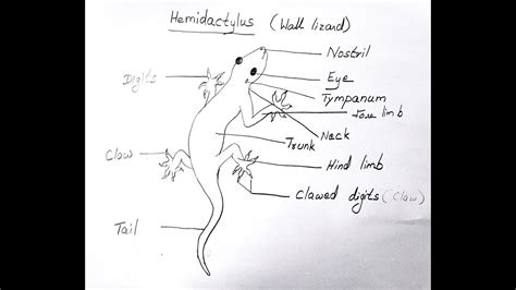 HEMIDACTYLUS -WALL LIZARD DIAGRAM FOR CLASS 11 BIOLOGY - YouTube