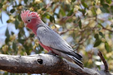 Pink stock photo. Image of bird, galah, australia, branch - 202513926