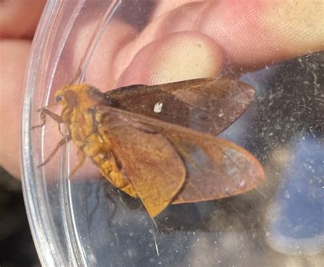 Oakworm Moths From Carlisle Dr Lake Dallas TX US On May 13 2023 At