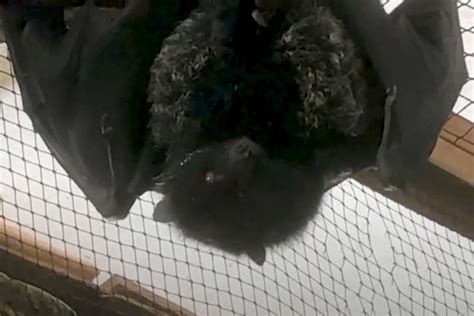 WATCH: Bat Birth Captured On Camera - Island FM