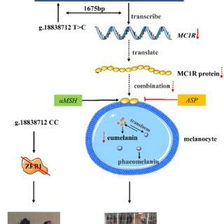 Flow diagram of MC1R g.18838712 T>C CC mutation regulates feather color ...