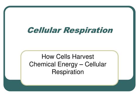 How Cells Harvest Chemical Energy Cellular Respiration Ppt Download