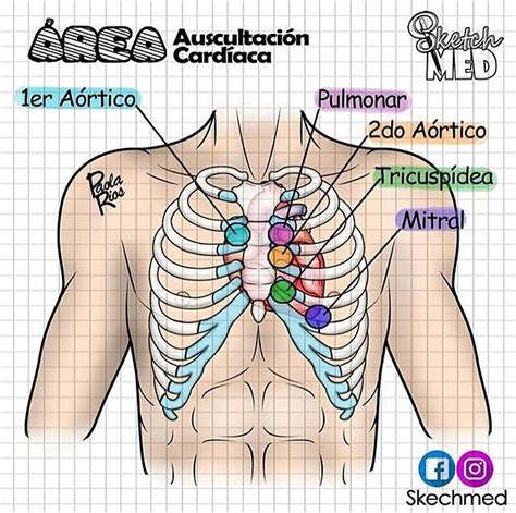 Focos Para Ausculta Pulmonar Librain