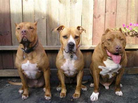 American Pit Bull Terrier Temperament Intelligent Petsidi