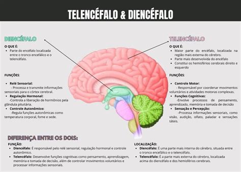 O Prosencéfalo Dará Origem Ao Telencéfalo E Diencéfalo - Mapa Mental - Telencéfalo e Diencéfalo | Neurociencia e aprendizagem ...