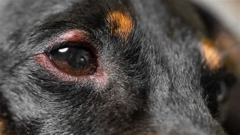 Eye Injuries In Dogs Symptoms Causes And Treatments Dogtime