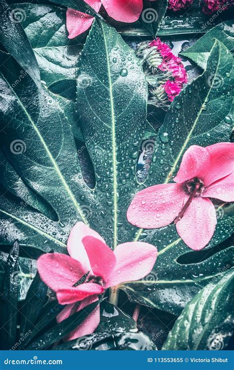 Fondo Tropicale Dei Fiori Di Rosa E Della Foglia Immagine Stock