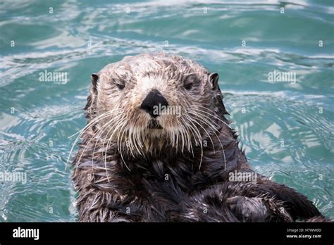 Nutria marina Enhydra lutris nadando en la resurrección bahía cerca