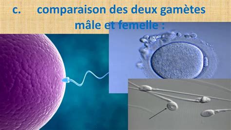 la reproduction chez l homme les organes reproducteurs السنة الثانية