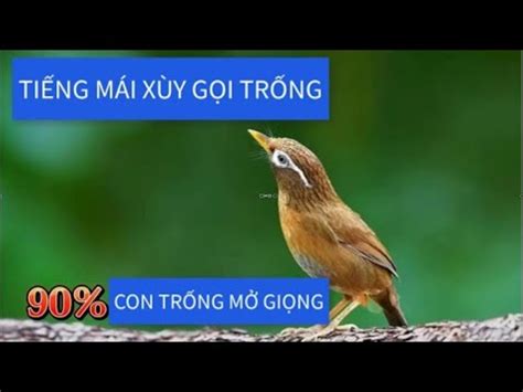 TIẾNG MÁI XÙY GỌI TRỐNG 90 TRỐNG NGHE MỞ GIỌNG HÓT HỌA MI MÁI XÙY MÁI