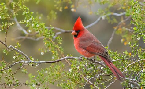 Birds of the Sonoran desert - Tales from the Backroad