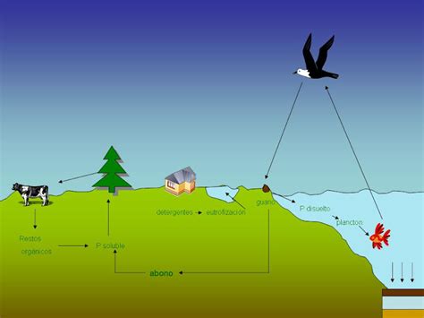 Ciclos Biogeoquímicos Ciclo Del Fosforo