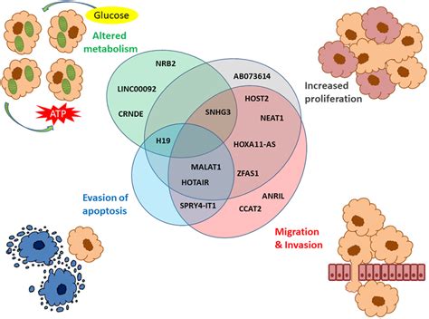 Lncrnas Described In Oc Associated With The Hallmarks Of Cancer The