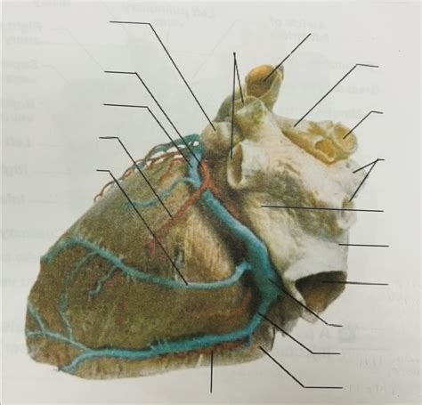 External Posterior Anatomy Of Heart Diagram Quizlet