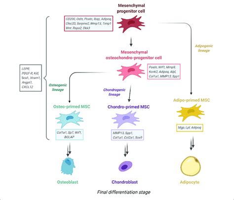 Proposed Msc Lineage Tree Derived From Recent Sc Rna Sequencing