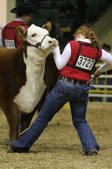 American Hereford National Western American Hereford Association