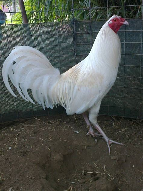 All White Chicken Breeds