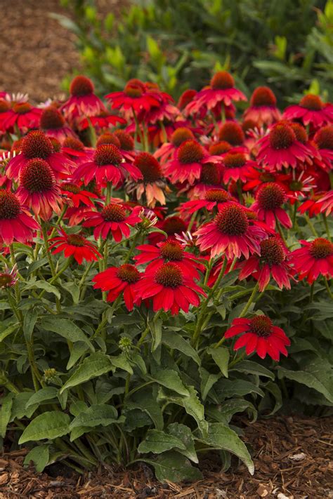 Sombrero® Salsa Red Coneflower Red Perennials Annuals Vs Perennials