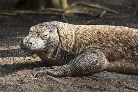 Komodo Dragon The Largest Lizard In The World Stock Image Image Of