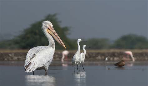 Wild West - Wildlife Photography Tour of Little Rann of Kutch