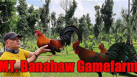 Lets Visit The Farm Of Mt Banahaw Gamefarm Youtube