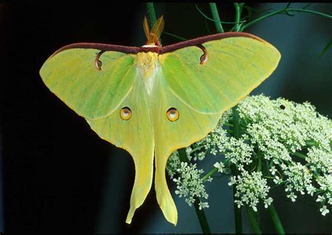 Luna Moth | Holly Gordon Photographer