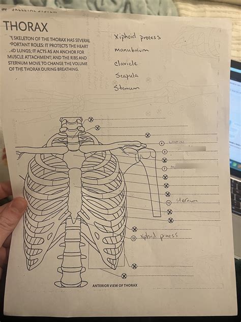 thorax bones diagram Diagram | Quizlet