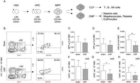 Hsc Numbers Are Decreased In The Bm Of Crf Mice A Scheme Of