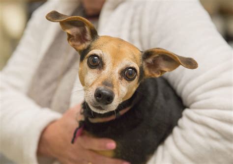 What Are the Warning Signs my Pet is Experiencing an Allergic Reaction