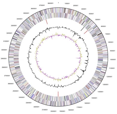 Graphical Circular Map Of The Chromosome From Outside To The Center