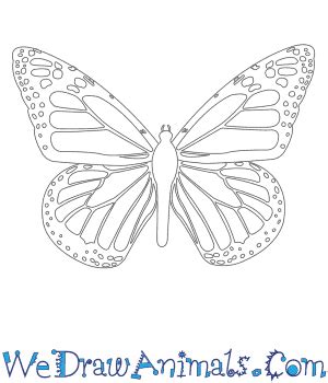 Monarch Side Easy Butterfly Drawing - bmp-live