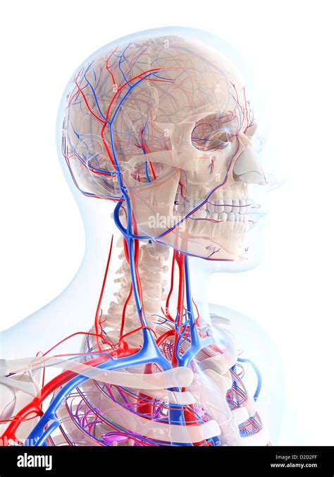 Male Vascular System Computer Artwork Stock Photo Alamy