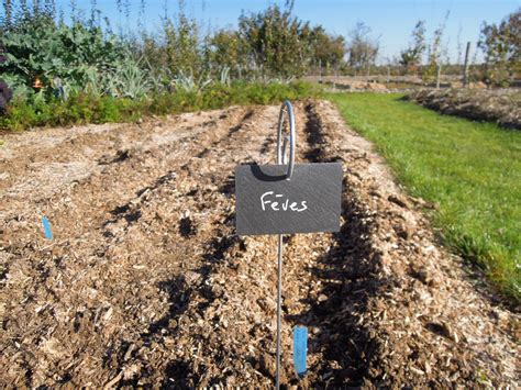 Quand Et Comment Semer Les F Ves Dans Son Potager Jardin D Essai