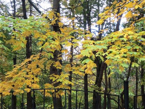 Клены в парке. Конкурсное фото Клены в парке - Дом Солнца