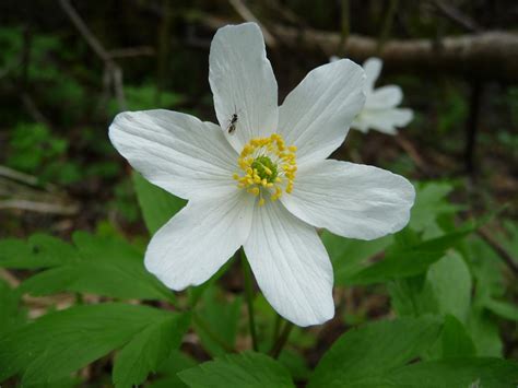 Ветреница дубравная (Anemone nemorosa)