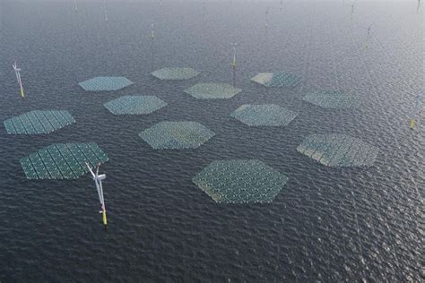 Solarduck To Deliver Mw Offshore Floating Solar Plant As Part Of