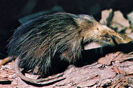 Cuban solenodon - Alchetron, The Free Social Encyclopedia