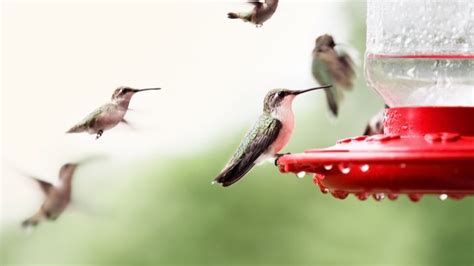 Identification of Colorado Hummingbirds – Find Out About Bird Species ...