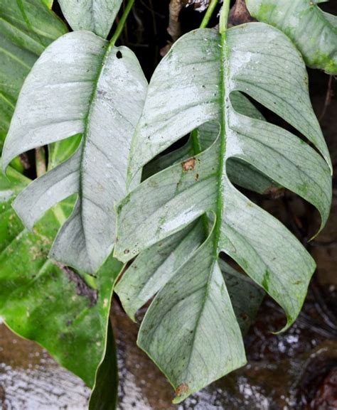 Cebu Blue Pothos Mature