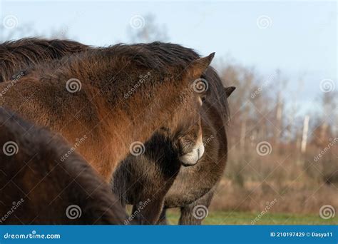 Herd Of Wild Exmoor Pony Heads Chestnut Color Horses On The Grass In