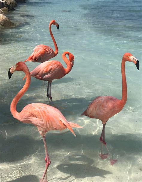 How to Visit Flamingo Beach - Planes, Trains and Champagne