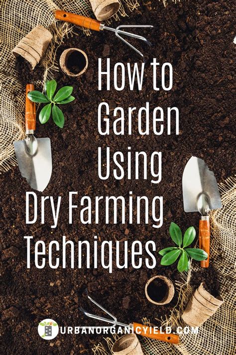 Using Dry Farming Techniques in Your Garden | Farming techniques, Urban ...