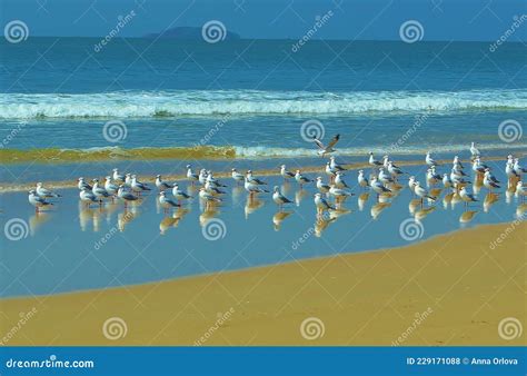 Betalbatim Beach In South Goa India Stock Photo Image Of Birds