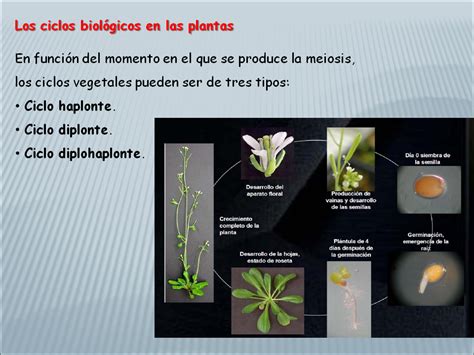 biología y geología 1ºbto TEMA 12 y 13 LA NUTRICIÓN LA RELACIÓN Y LA