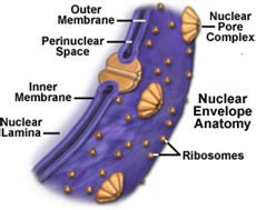 Nuclear Envelope Nuclear Membrane